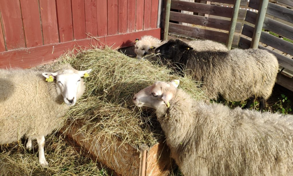 Sheep at Björkö 4H farm