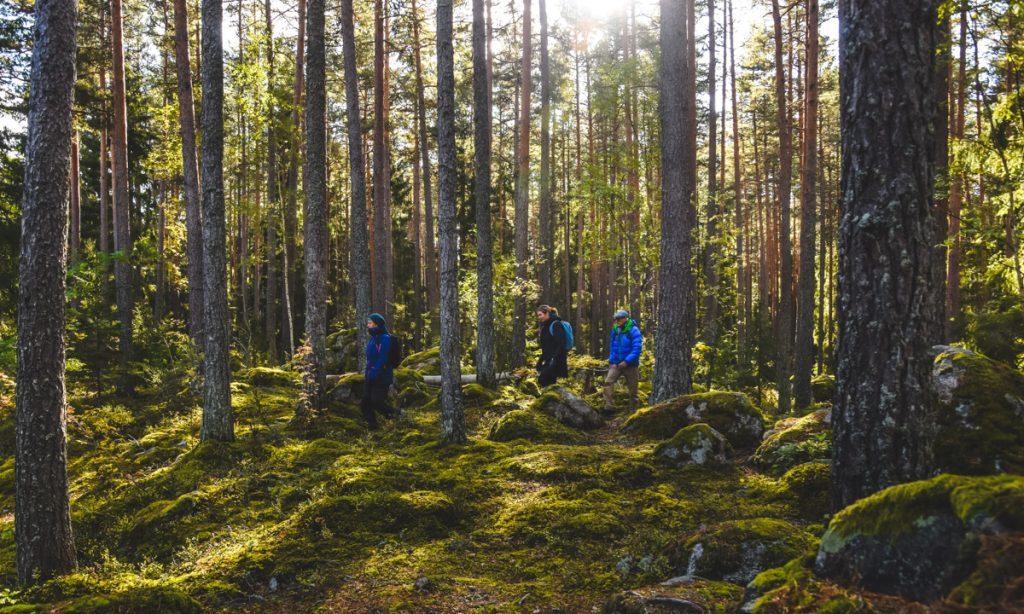 mushroom picking in Linköping